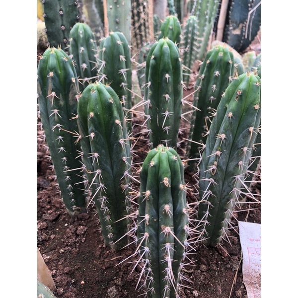 Xương rồng trụ pachanoi 15-20cm