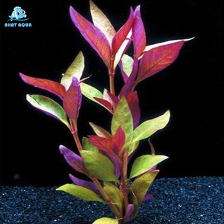 Huyết tam lan đại [thủy sinh]
