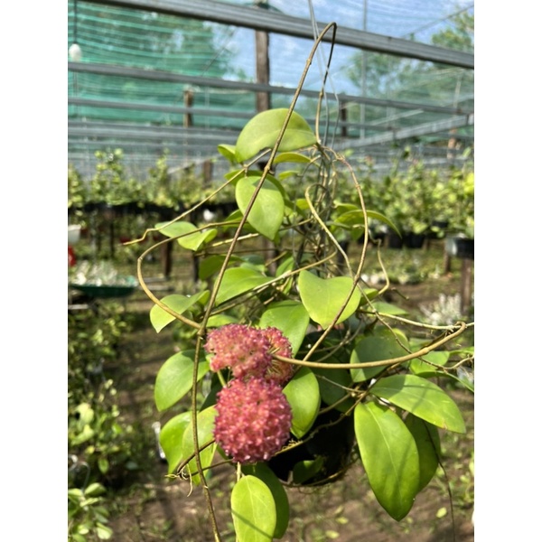 Hoa Cẩm cù - hoya Mindorensis pink nhiều kích thước, hoa đẹp, siêng hoa, dễ trồng