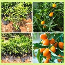 Cây Giống Tắc Thái (cam kết giống chuẩn có bảo hành)