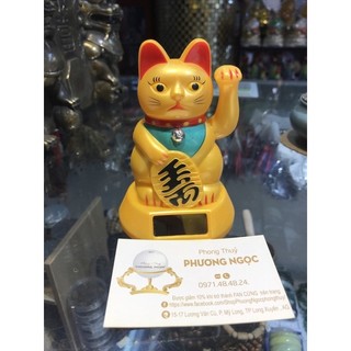 Mèo NL mở mắt 9cm
