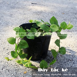 Tắc kè thái lá lớn,Tắc kè bám tường