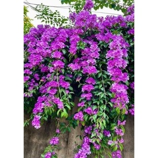 Cây giống hoa lan tỏi