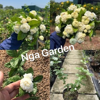 Cây giống nhài 3 lá nhài kép ba lá siêu thơm