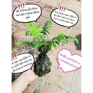 Cây rau dớn nhiều rễ