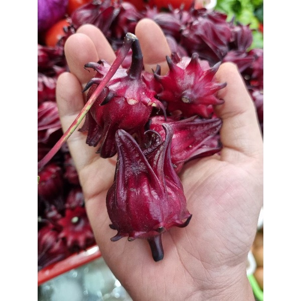 Hoa Atiso đỏ tươi (bụp giấm) Mộc Châu