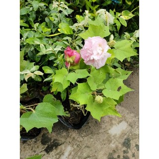 Chậu cây hoa phù dung ( hoa đổi màu )