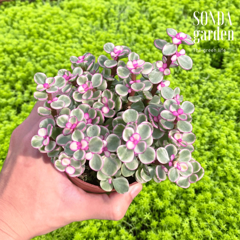 Sen đá đô la hồng SONDA GARDEN size trung bình 10cm