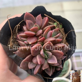 Sen Đá Mặt Trăng 🌖🌖🌖 Size Bầu