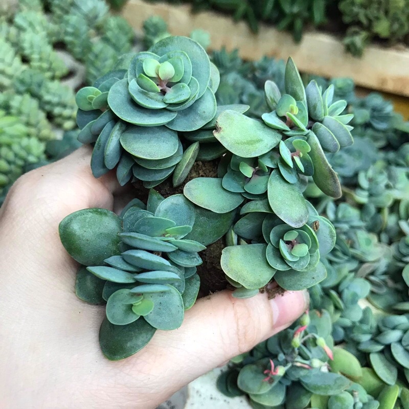 sen đá đô la size vi~ sen đá đà lạt giống mới