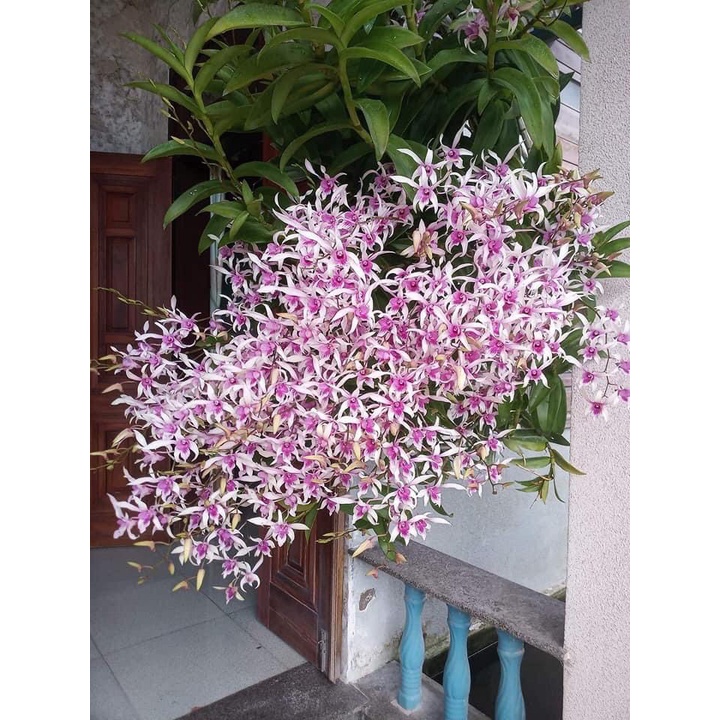 COMBO 3 CÂY GIỐNG ALBA XƯA