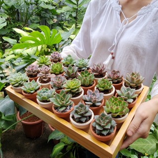 [Đk chậu 5x5cm] Chậu đất nung mini kèm sen đá trồng sẵn, thích hợp làm quà tặng sự kiện