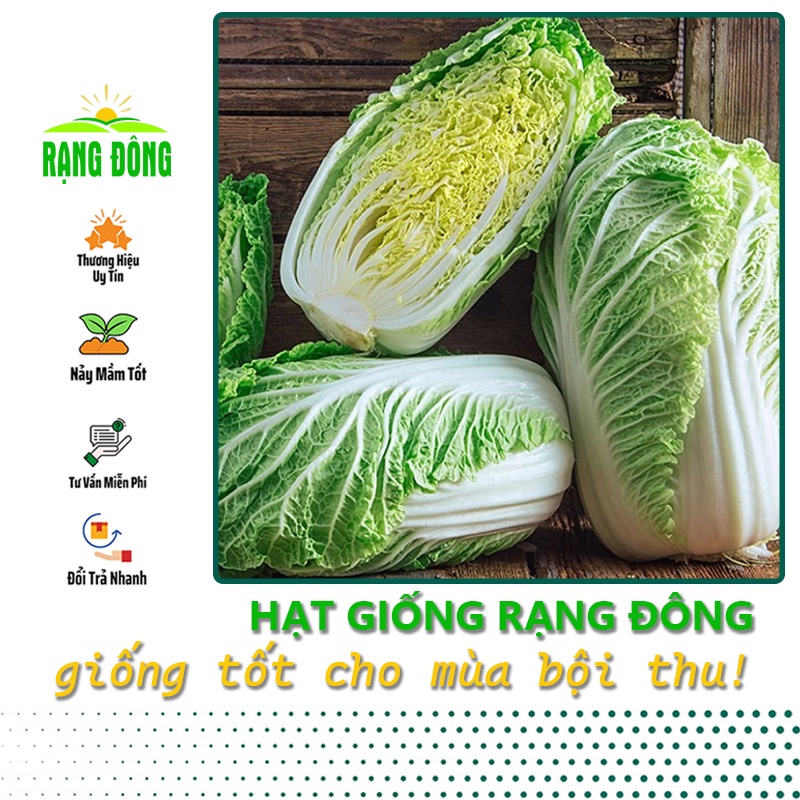 Hạt giống Cải Thảo bắp to, trồng quanh năm, dễ chăm sóc (gói 0.5 gr) - Hạt giống Rạng Đông