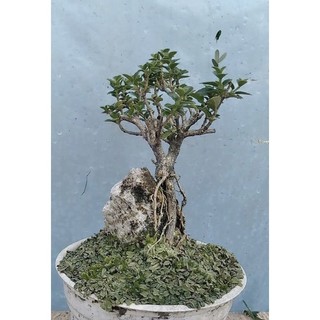 Sam hương ôm đá bonsai mini