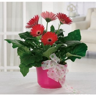 Cây Hoa Đồng Tiền để bàn