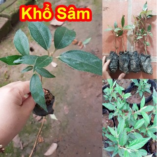 Cây Giống Khổ Sâm tốt cho tim mạch