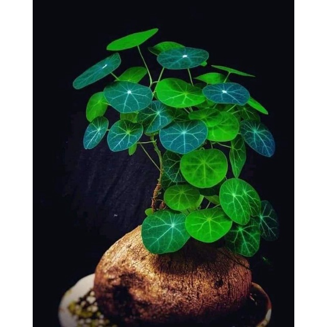 củ bình vôi phong thủy
