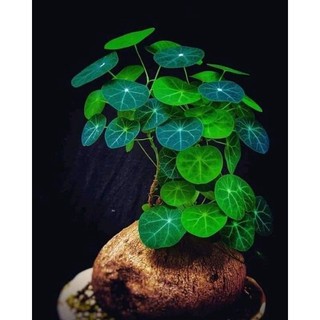 Củ bình vôi phong thủy