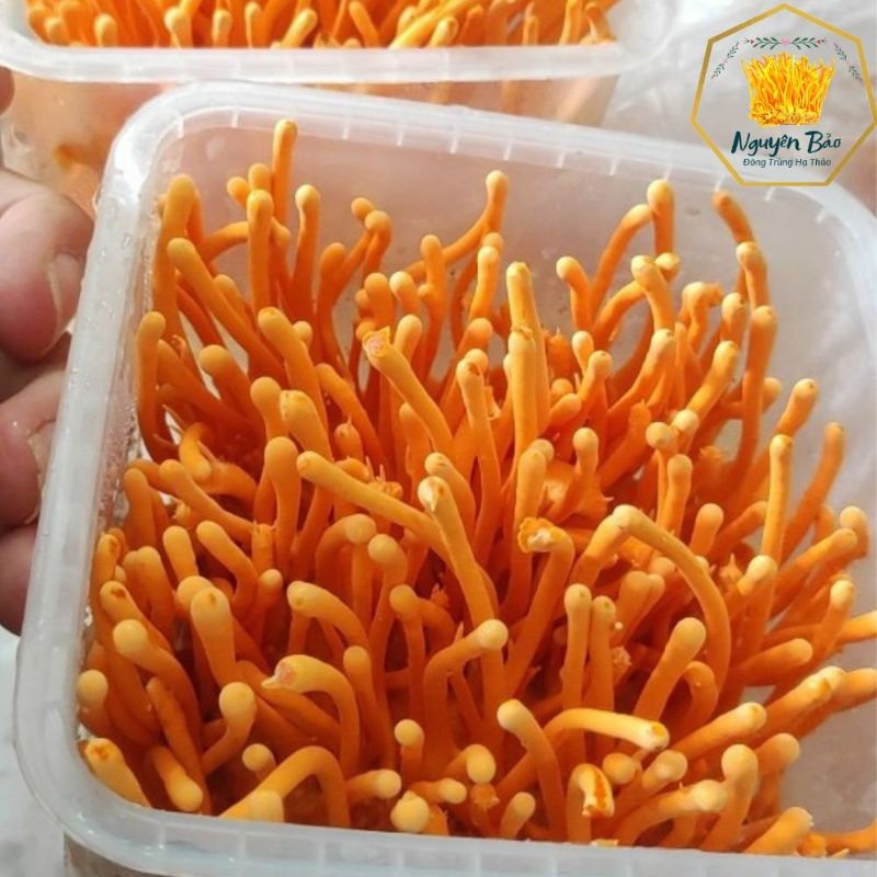 Đông trùng hạ thảo tươi khối lượng 180gr