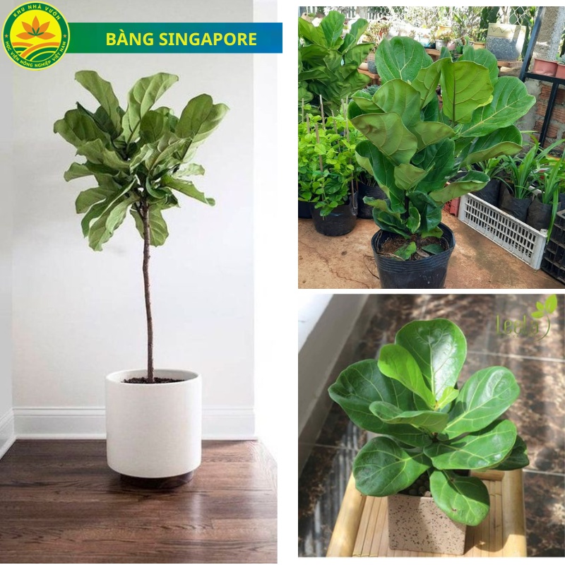 Cây Bàng Singapore hàng Loại 1 lá to, cây khỏe, dễ trồng. Trồng làm cảnh sân vườn hoặc trang trí nội thất