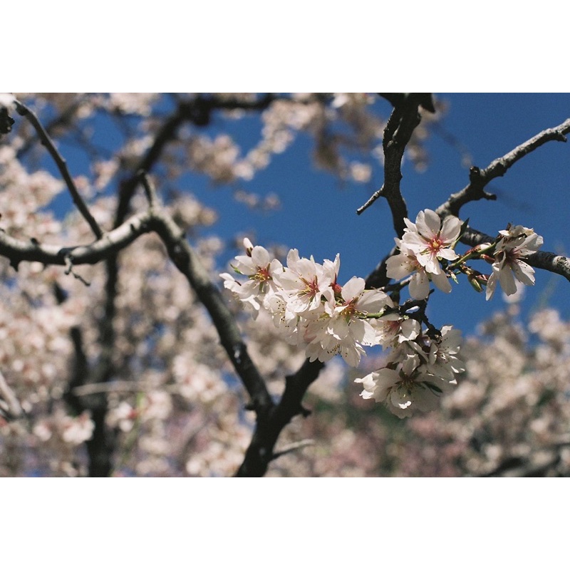 MÁY ẢNH FILM CANON FTb + LENS CANON FD 50MM F/1.8