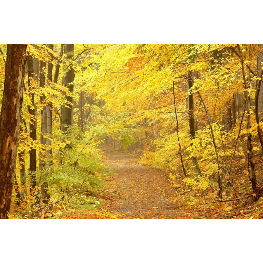 Tranh Dán Tường khung đường nhiều Cây Lá với màu sắc khác nhau In 3D Cao Cấp thiết kế đẹp theo xu hướng