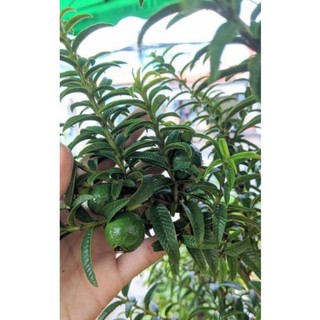 Cây giống ổi sá lỵ, ổi sẻ