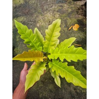 Cây Philodendron ring of fire gold - cây size lớn