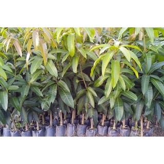 CÂY GIỐNG XOÀI THANH CA.[ GIỐNG GHÉP CHO TRÁI SIÊU SỚM]