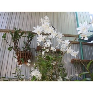 Hoa lan bạch câu cực thơm