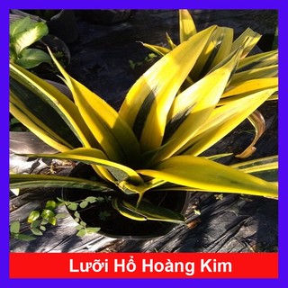 Cây Lưỡi Hổ Hoàng Kim - cây cảnh để bàn