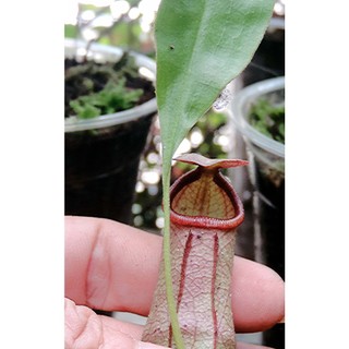 Cây bắt côn trùng, Cây nắp ấm N. mirabillis lai, cây cao khỏng 15cm, dễ trồng cho người mới