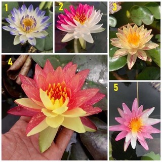 Củ hoa súng thái hoa chuẩn Tết