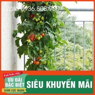 Hạt giống cà chua bi siêu quả ( 30 hạt)