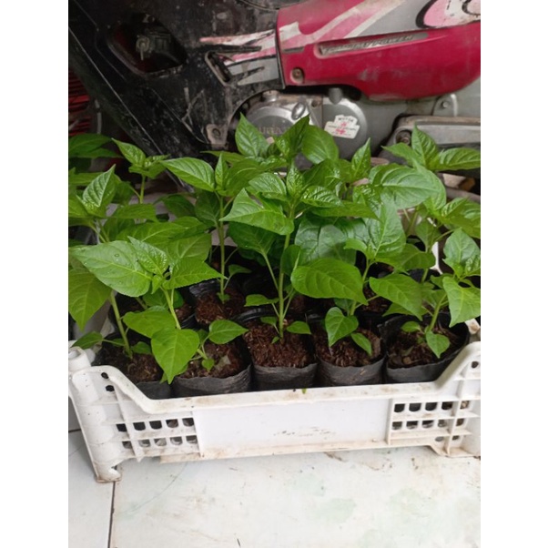 Ớt trái tim , 1 tháng nữa có bông, trái.