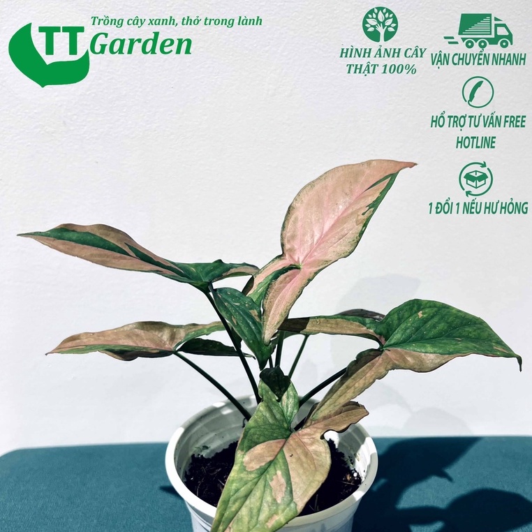 Tróc bạc Syngonium Podophyllum Pink Splash Variegata trong nhà ngoài trời sân vườn decor trang trí