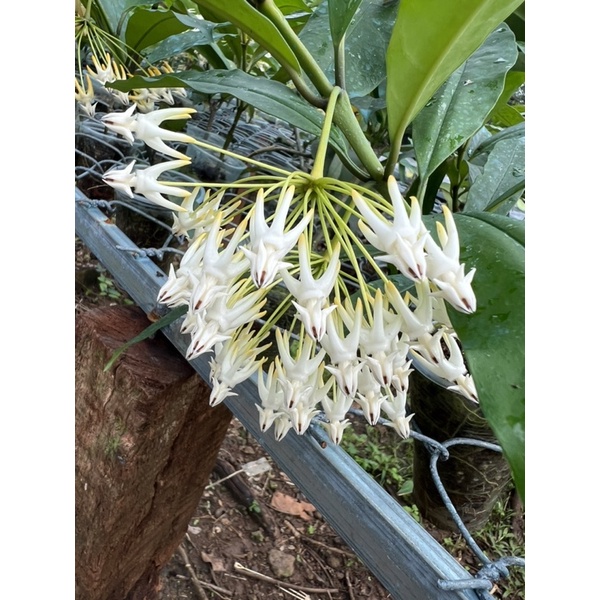Hoa Cẩm cù - hoya Multiflora white thân gỗ, nhiều size cây, ra hoa quanh năm, rất dễ trồng