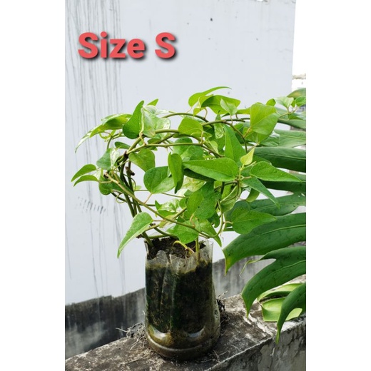 Cây sương sâm lá trơn chiết cành Trồng được trong chậu cảnh
