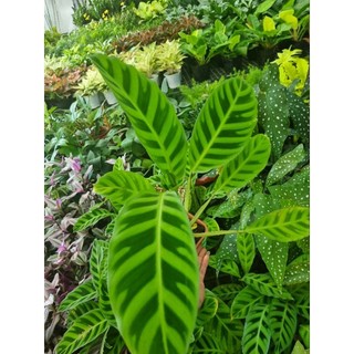 Chậu cây đuôi công thỏ (Calathea zebrina)