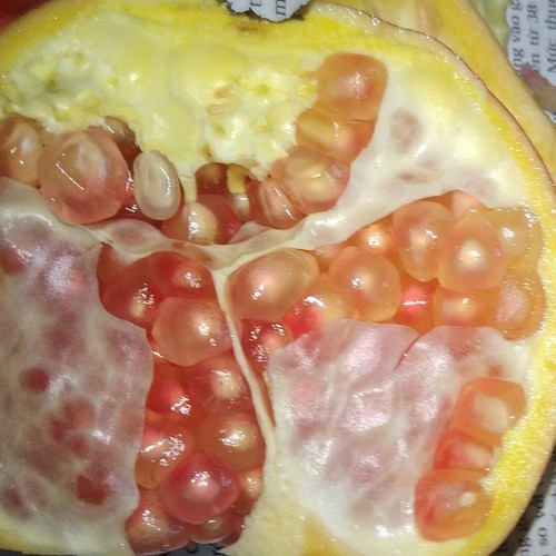 CÂY GIỐNG LỰU BẠCH .CHO TRÁI SIÊU SỚM