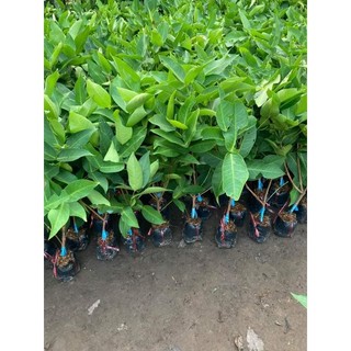 Cây 🌲 Mận trắng sữa ( ngon giòn)☆☆☆☆☆