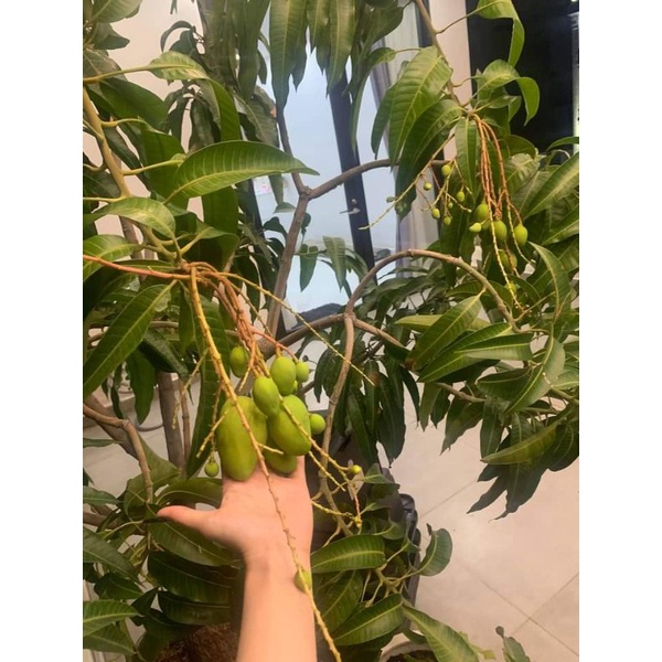 Xoài Thái siêu lùn  siêu sớm