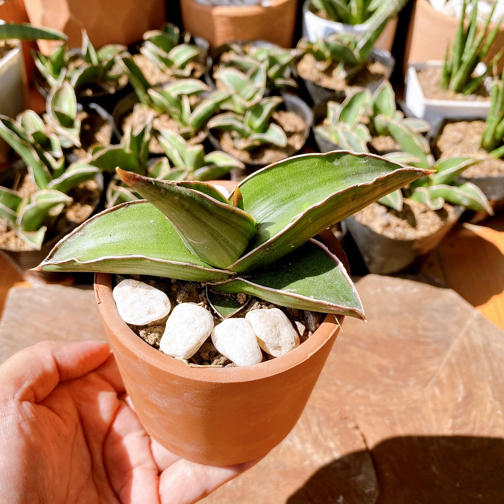 Cây lưỡi hổ Samurai để bàn hút bức xa máy tính