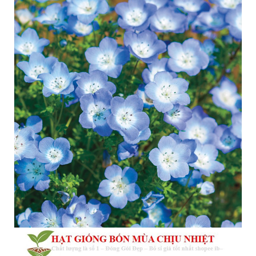 Gói 20 Hạt Giống Hoa Tình Yêu - BABY BLUE ĐẾN MÙA TRỒNG TẾT hạt siêu rẻ