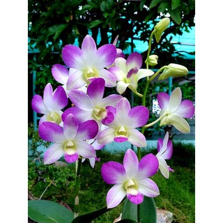 Hoa lan lavender gửi nguyên chậu phi 12