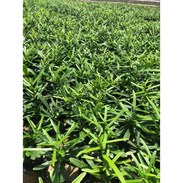 Trà dược liệu Xáo Tam Phân dạng túi lọc