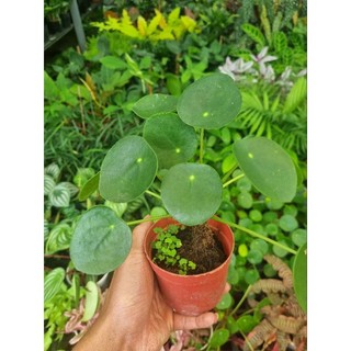 Cây đồng tiền - cây cỏ gương