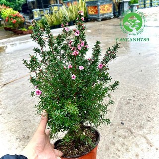 Cây nhất chi mai cao 50-60cm (ảnh thật).