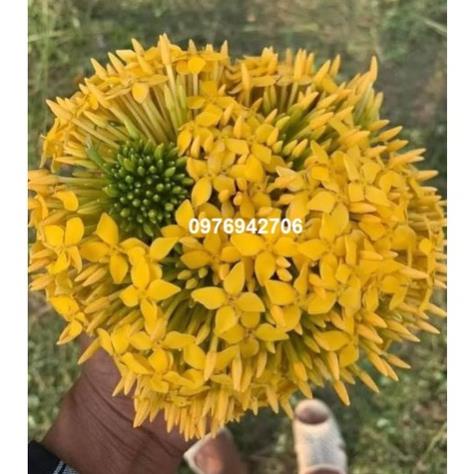 mẫu đơn bông trang mỹ vàng -bscc