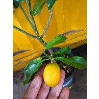 Cây Giống Tắc Thái (cam kết giống chuẩn có bảo hành)